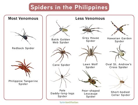 Spiders in Philippines: The Good, The Bad & The Deadly.